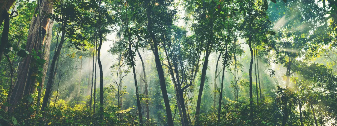 forest